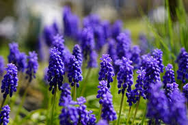 ムスカリの花