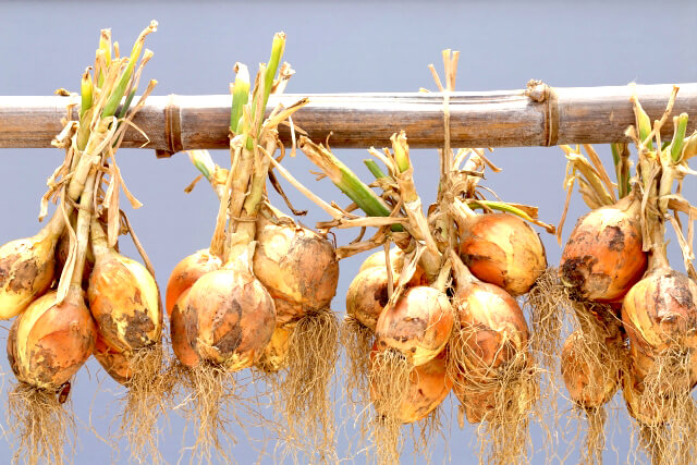 玉ねぎ収穫写真