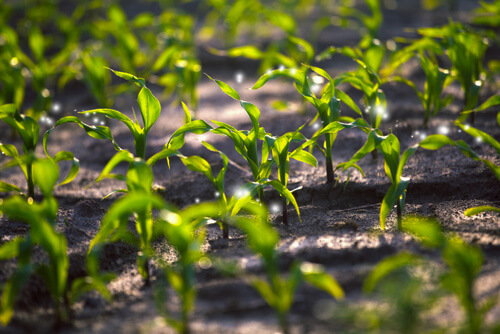 野菜の発芽写真