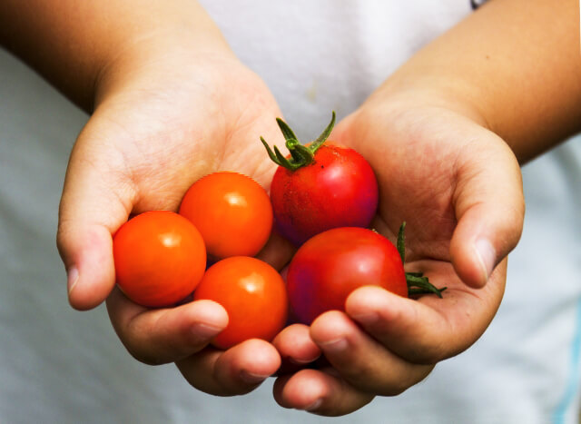 トマトの写真