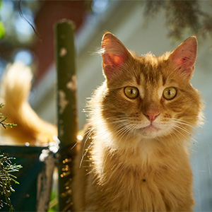 まるおイメージ