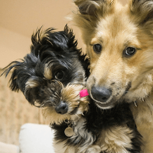 ペットホテルイメージ