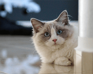 こちらを見る猫