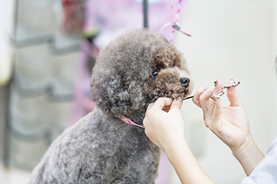 トリミングイメージ