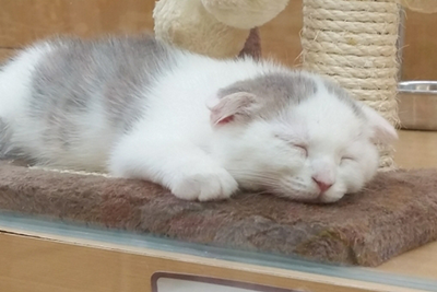 ペットホテルイメージ