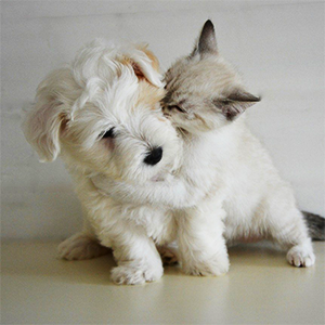 キャンペーンイメージ