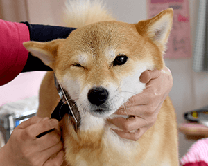 柴ブラッシング