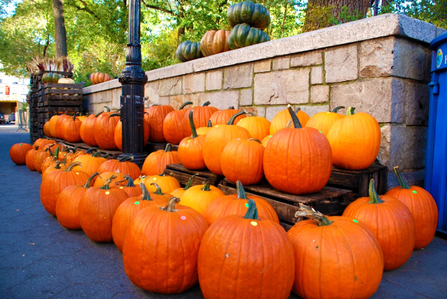 ハロウィンかぼちゃの写真03