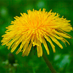 たんぽぽの花