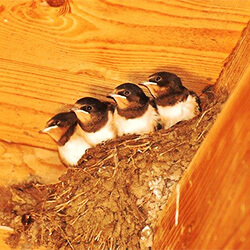 燕の巣