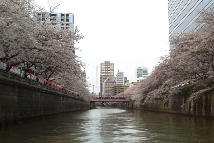 目黒川の桜
