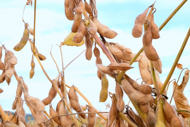 大豆の房