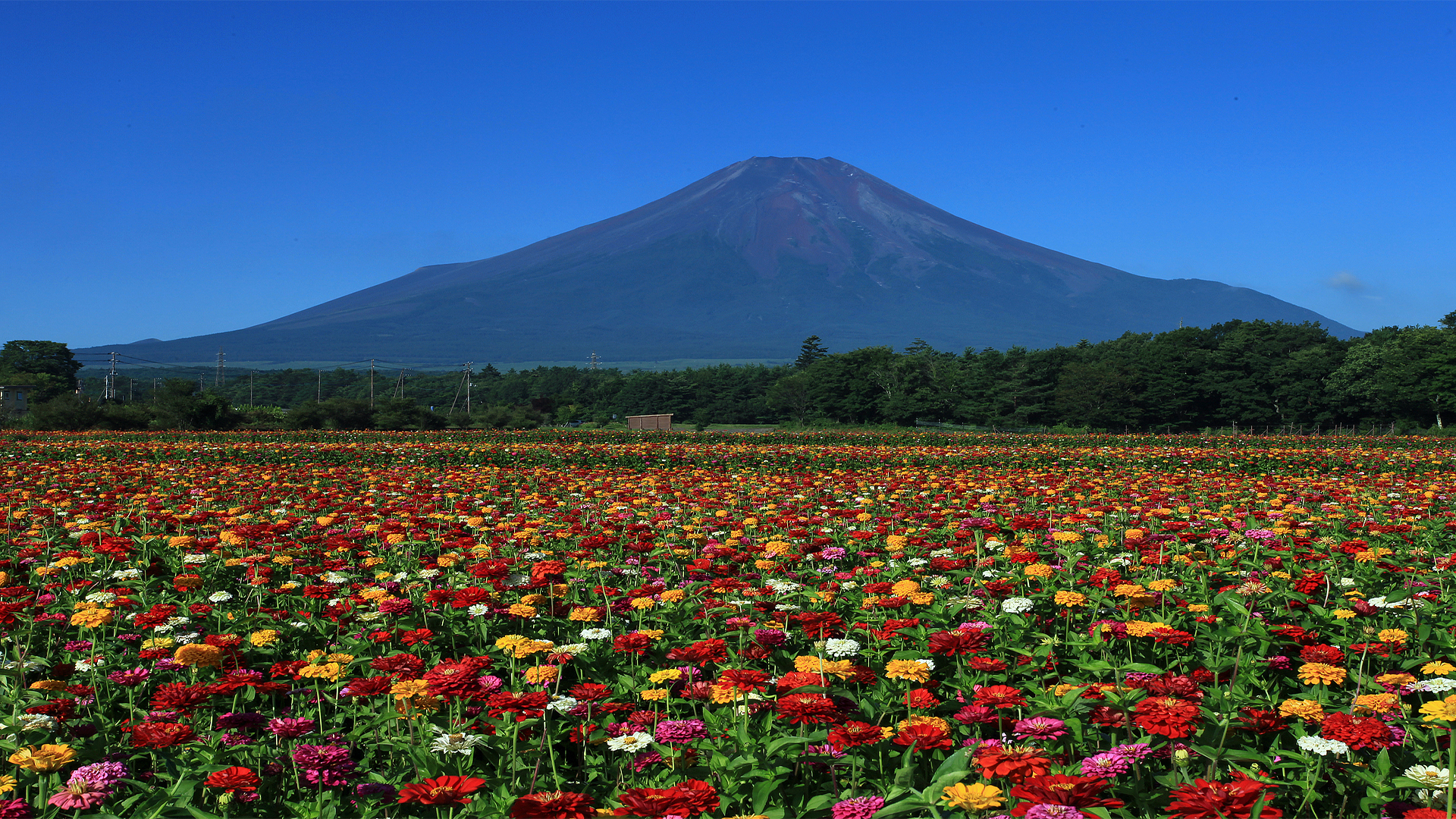 花の都公園の写真