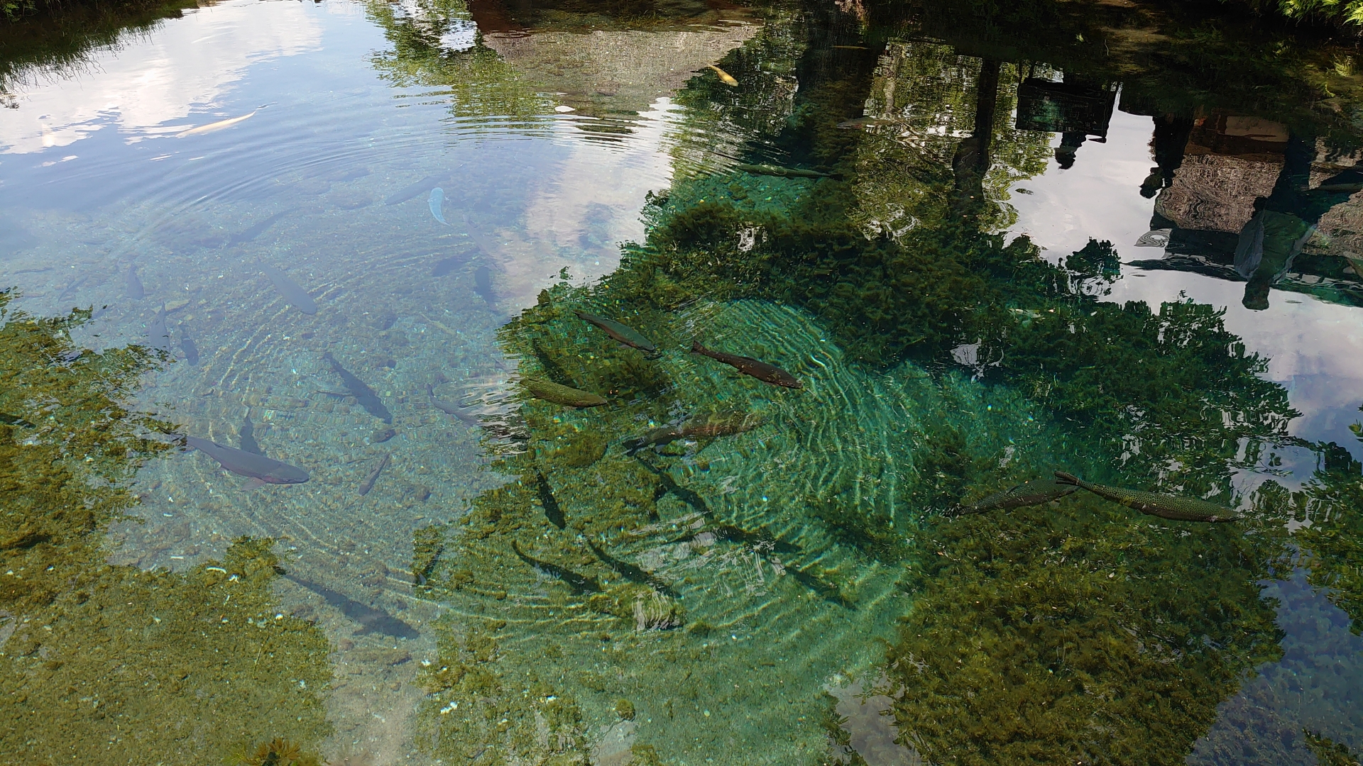 忍野八海の写真