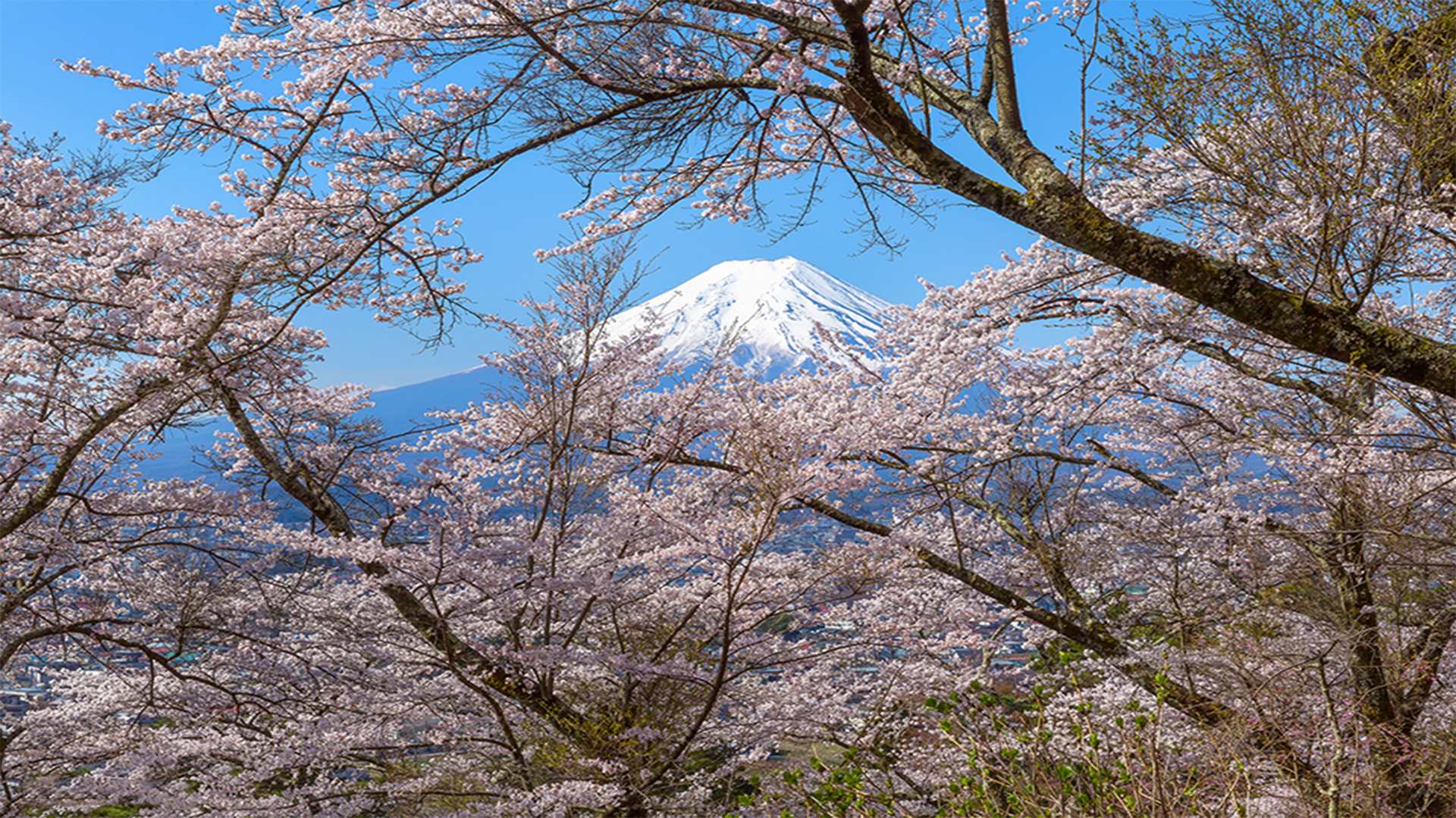 春の富士山
