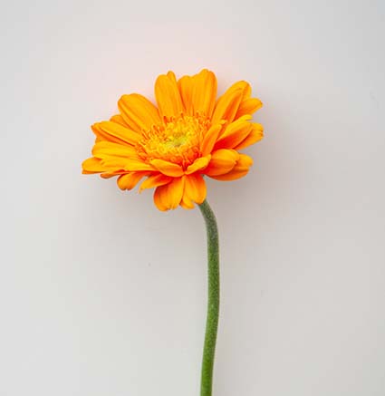 プロフィール写真