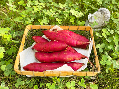 おいもコラム写真