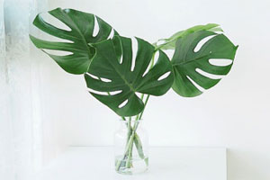 ドリームキャッチャー