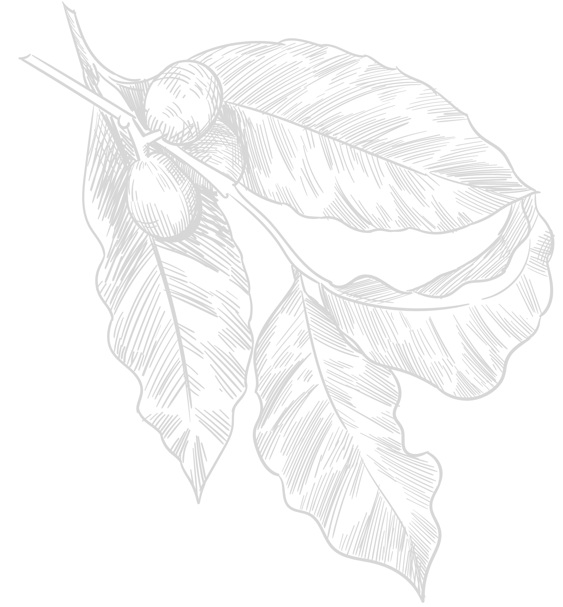 コーヒーチェリー