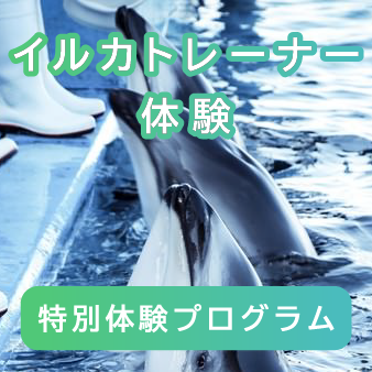 イルカトレーナー体験の画像