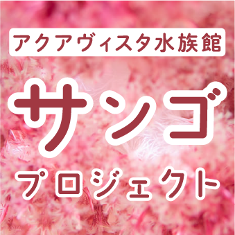 サンゴプロジェクトの画像