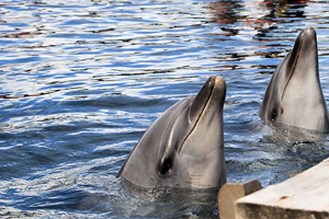 カップルコースのイメージ画像