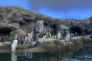 カップルコースのイメージ画像