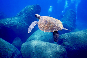 カップルコースのイメージ画像