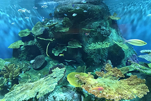 マリンコースのイメージ画像