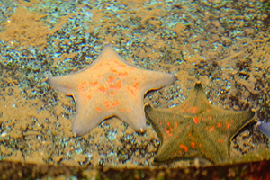 マリンコースのイメージ画像