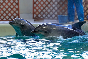 マリンコースのイメージ画像