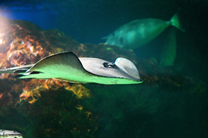 ナイトツアーのイメージ画像