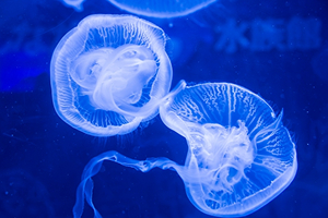 ナイトツアーのイメージ画像