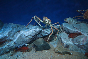 おひとり様コースのイメージ画像