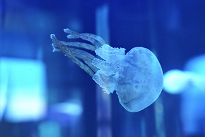 おひとり様コースのイメージ画像