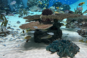 おひとり様コースのイメージ画像