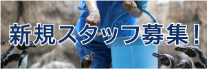 新規スタッフ募集のバナー