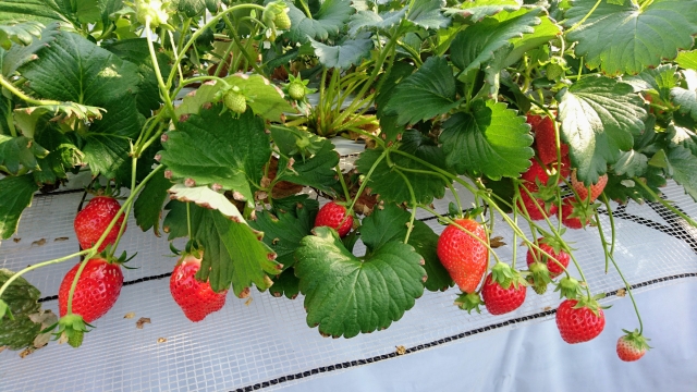 イチイムの特徴