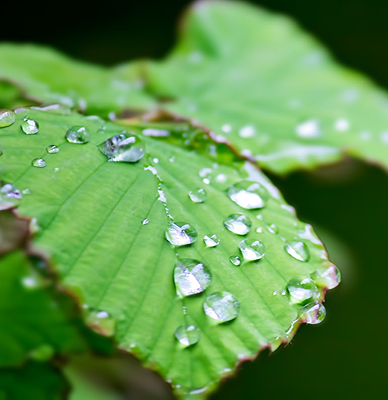 Echo of the Forestイメージ