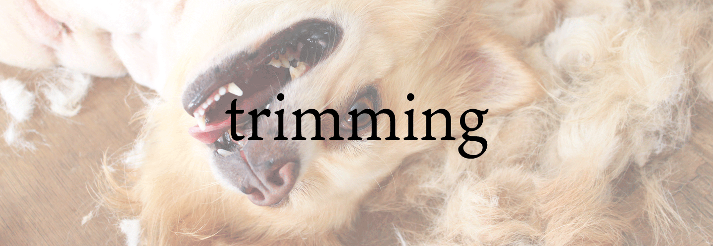 トリミングTop写真