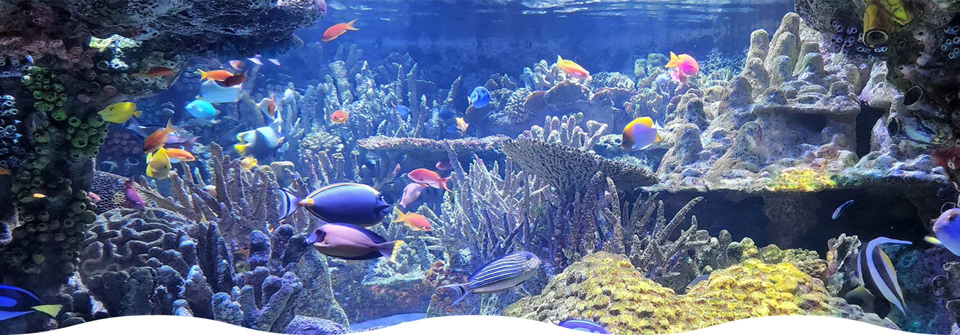水族館イメージ写真