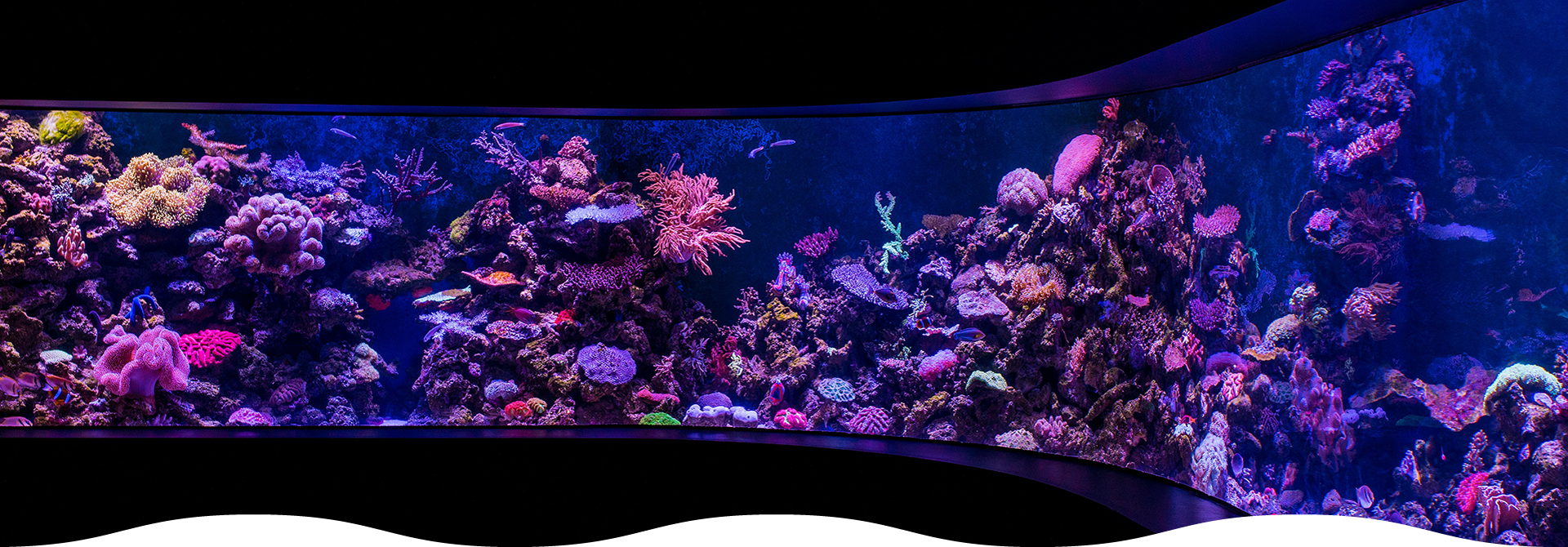 水族館イメージ写真