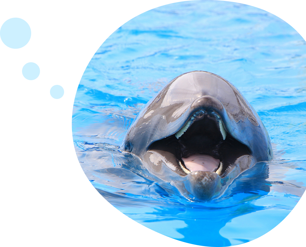 イルカの写真