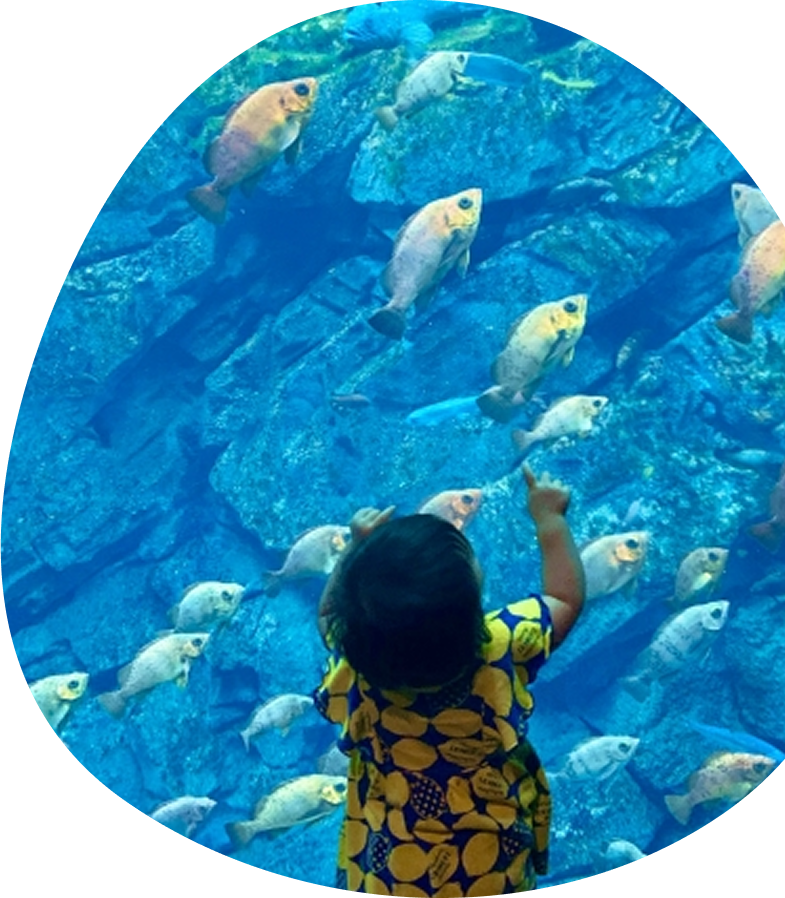 魚を見る子供の写真