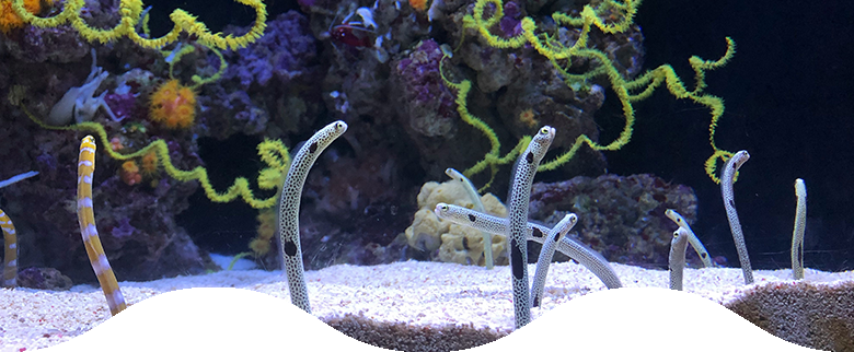 水族館イメージ写真