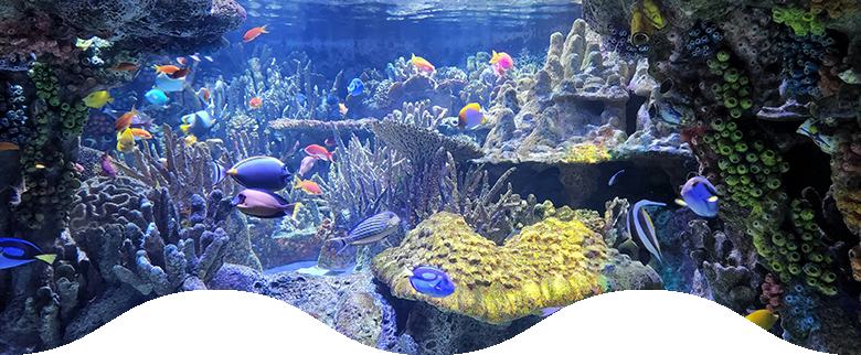 水族館イメージ写真