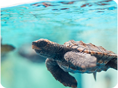 アカウミガメの赤ちゃんの写真