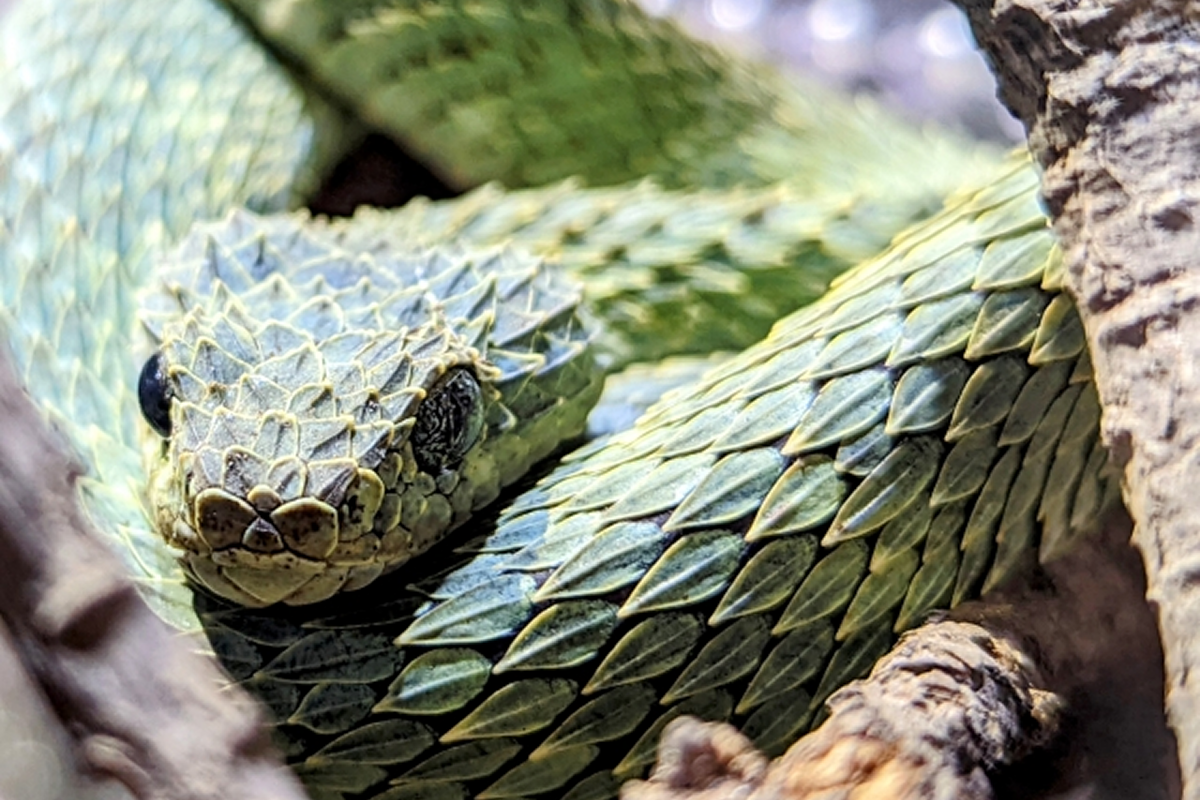 ブッシュヴァイパー