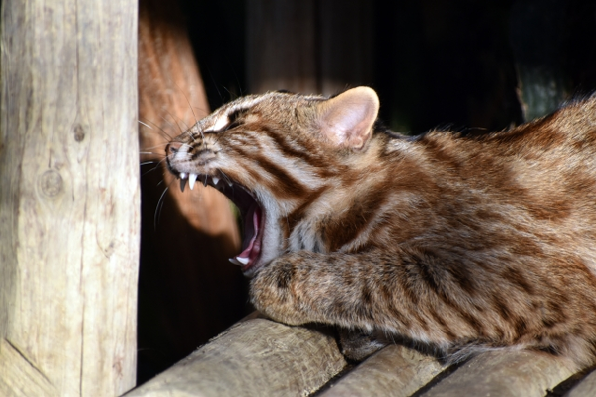 ツシマヤマネコ