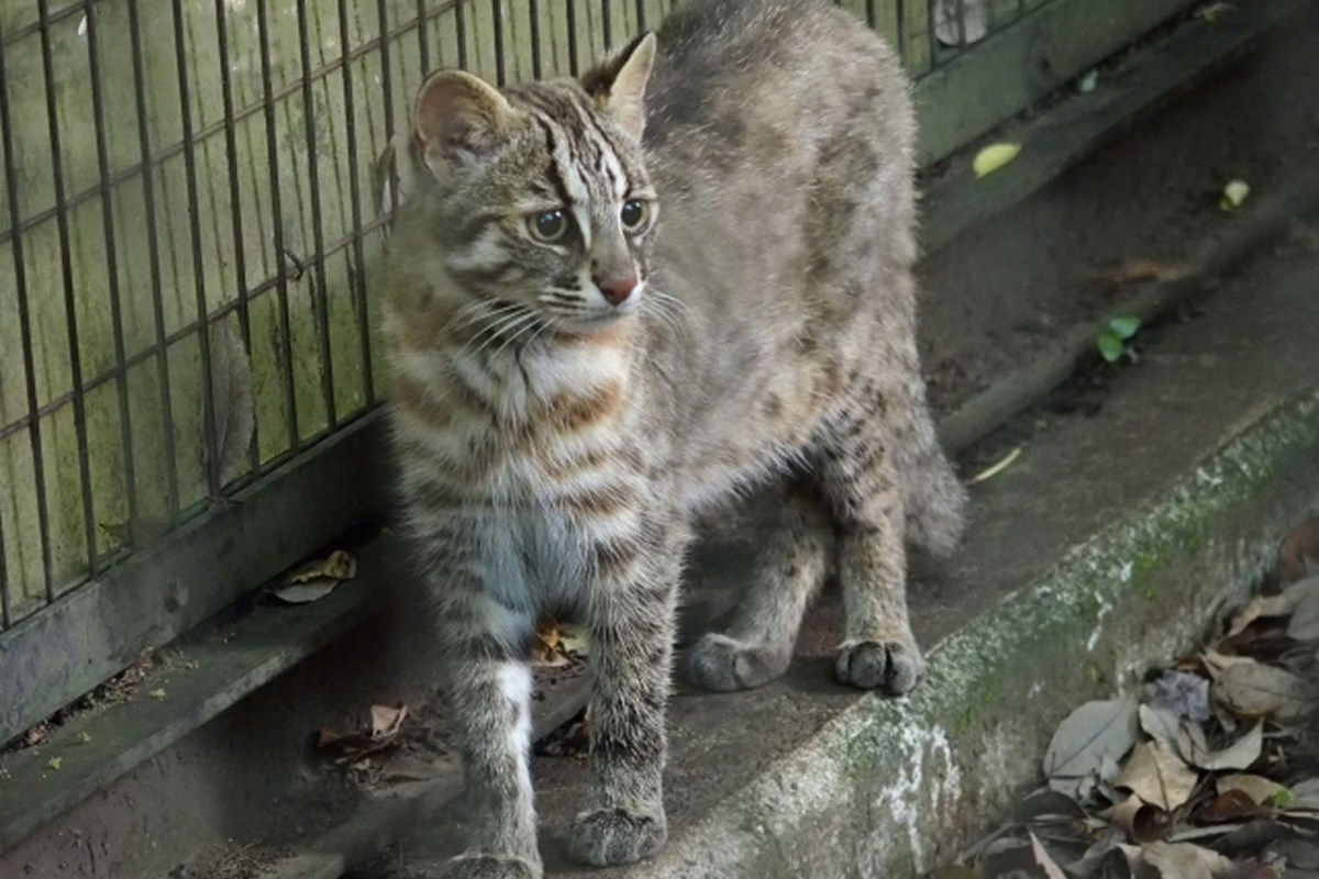 ツシマヤマネコ